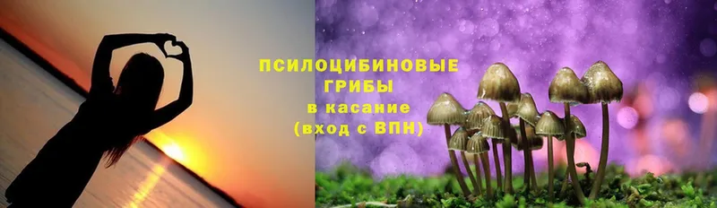 Галлюциногенные грибы Psilocybine cubensis  Астрахань 